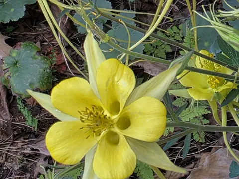 Golden Columbine