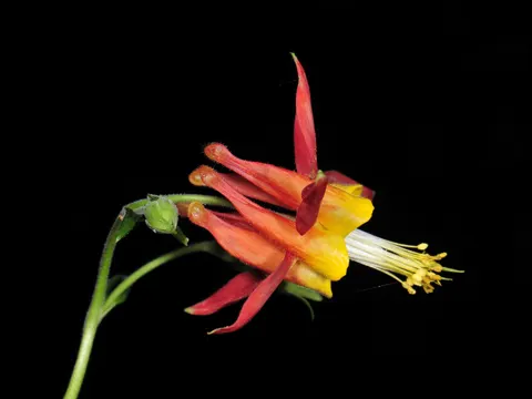 Sitka Columbine