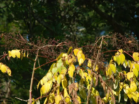 Japanese Aralia