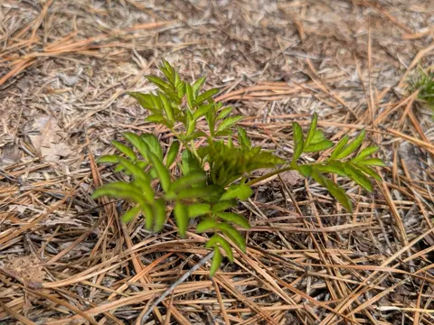 Bristly Sarsaparilla