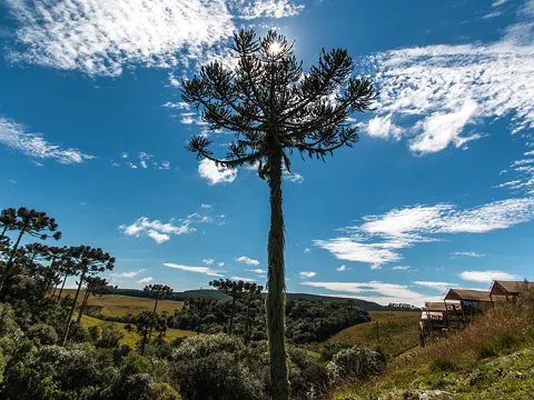 Paraná Pine