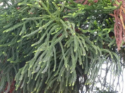 Hoop Pine
