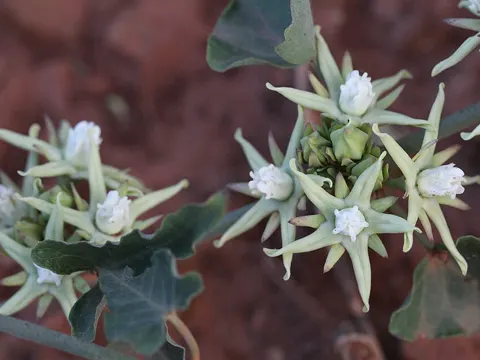 Moth Plant