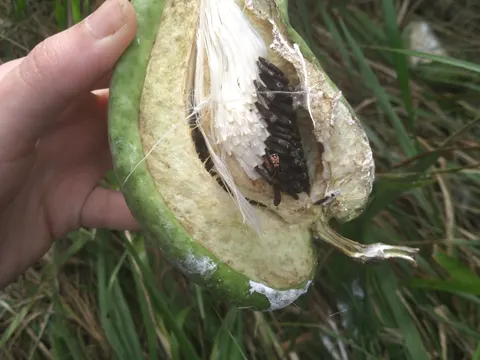 White Moth Plant