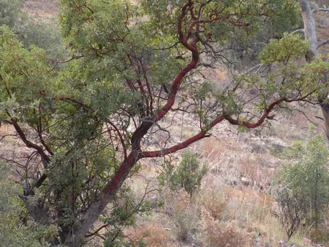 Arizona Madrone