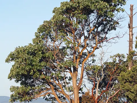 Pacific Madrone