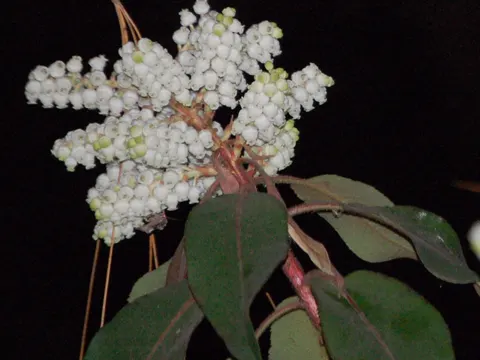 Arbutus xalapensis