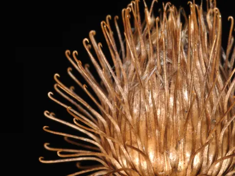 Lesser Burdock