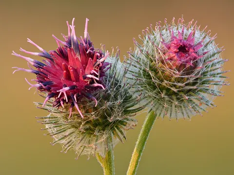 Woolly Burdock