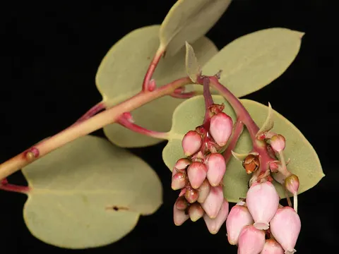 Bigberry Manzanita