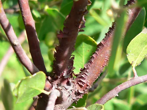 Common Manzanita