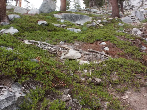 Pinemat Manzanita