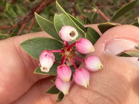 Pointleaf Manzanita
