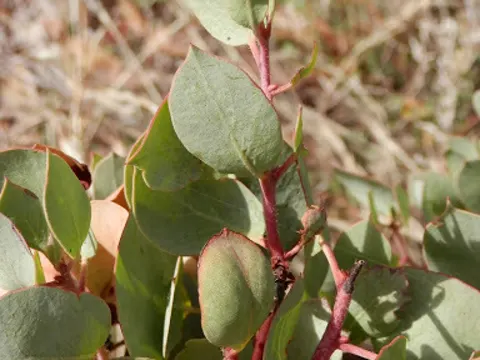 Klebige Manzanita