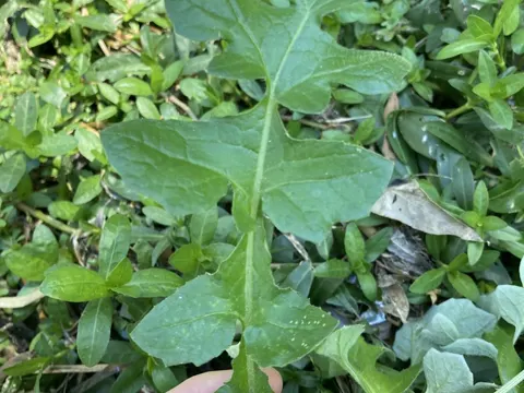 Cape Weed