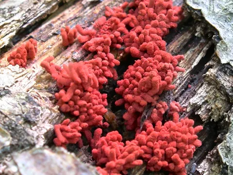 Carnival Candy Slime Mold