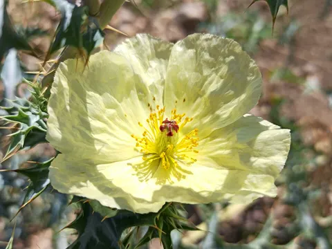 Mexican Prickly Poppy