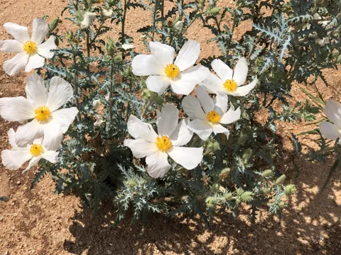 Bristly Poppy