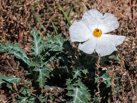 Crested Prickly Poppy