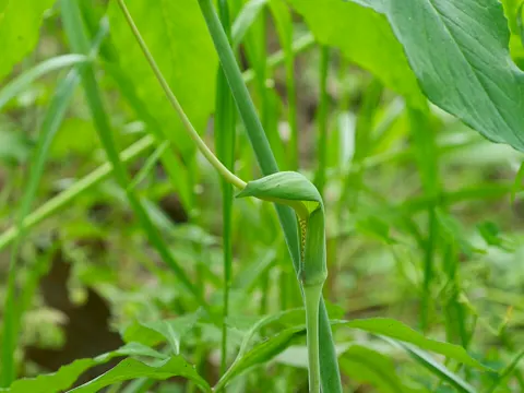 green dragon