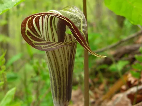 Jack-in-the-pulpit