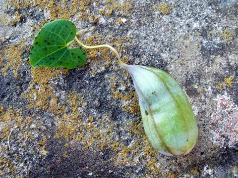 Birthwort