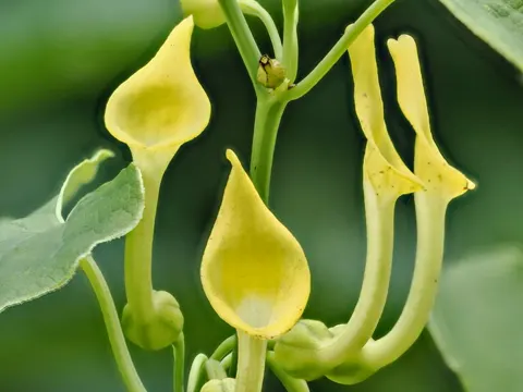 Birthwort