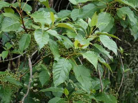 Wineberry