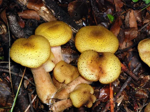 Honey Fungus