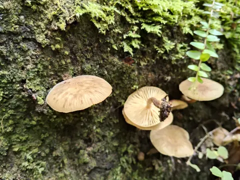 Boot Fungi