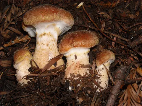 Mustard Honey Fungus