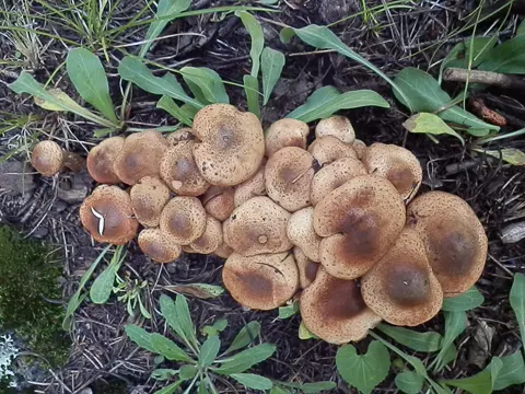 Honey Mushroom
