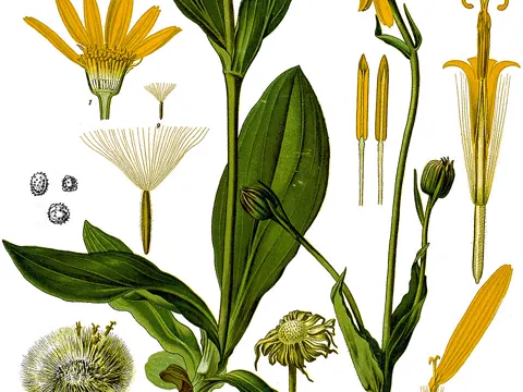 Arnica