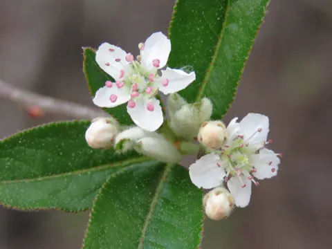 Red Chokeberry