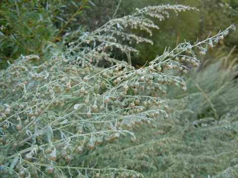 Wormwood