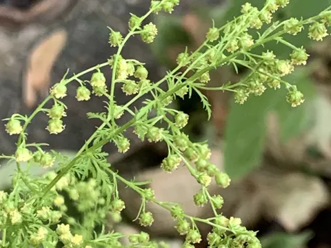 Sweet Wormwood