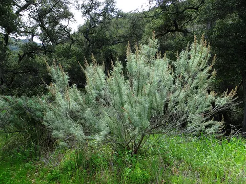 California Mugwort