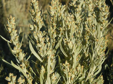 Silver Sagebrush