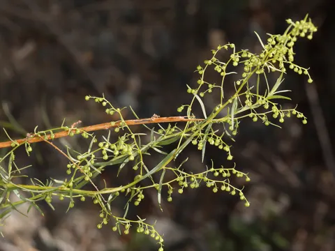 Tarragon