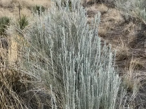 Sand-Wermut