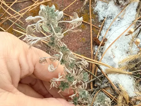 Fringed Sagewort