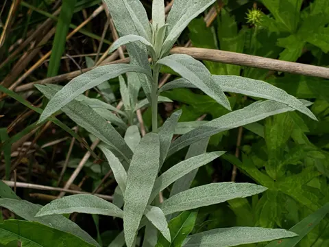 White Sage