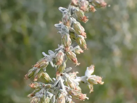Sea Wormwood
