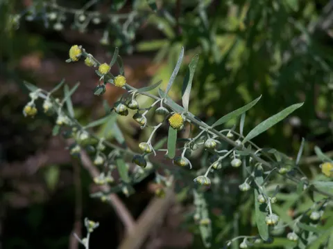 Roman Wormwood
