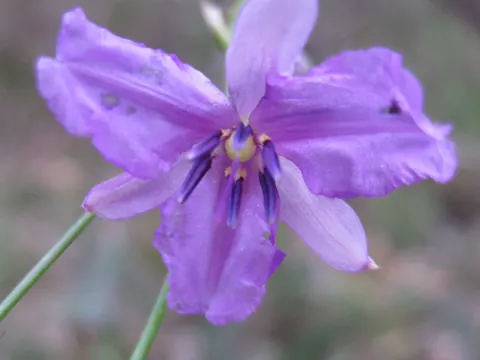 Chocolate Lily
