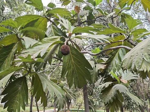 Breadfruit