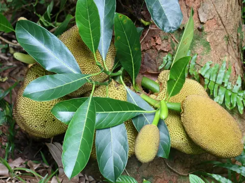 Jackfruit
