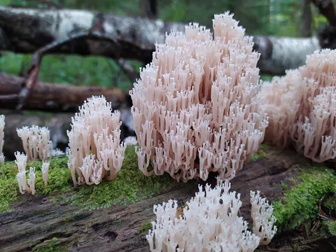 Crown Coral