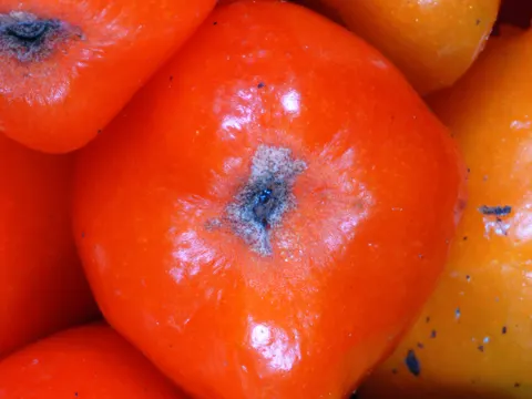 Italian Arum