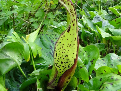 Cuckoo Pint
